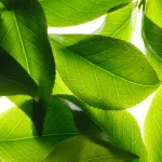 NUXE BODY RÊVE DE THÉ DÉODORANT FRAÎCHEUR 50 ML