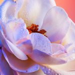 GUERLAIN IDYLLE - EAU DE PARFUM 75ml