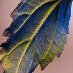 GUERLAIN IDYLLE - EAU DE PARFUM 75ml