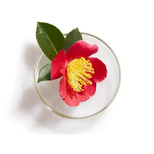 TSUBAKI PREMIUM MOIST AND REPAIR SHAMPOO 300ML